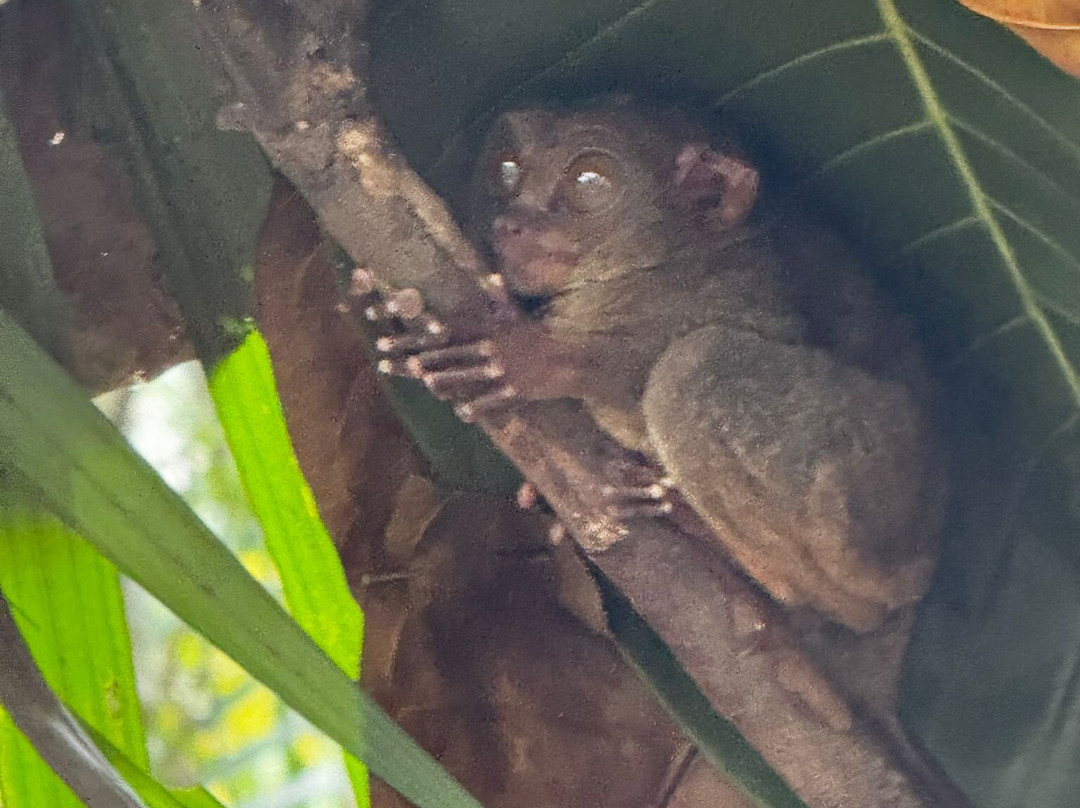 眼镜猴保护区-Bilar必去景点