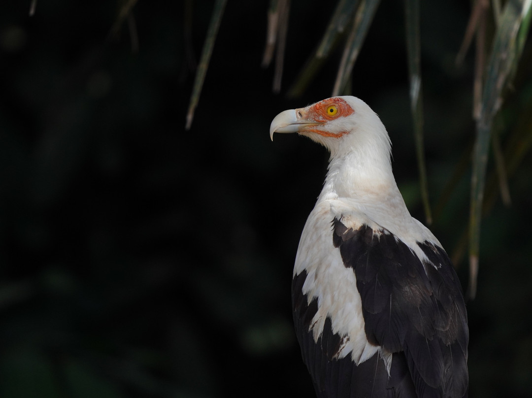 Smiley, Your Eco-Nature Guide in Kuntaur Gambia-Kuntaur必去景点