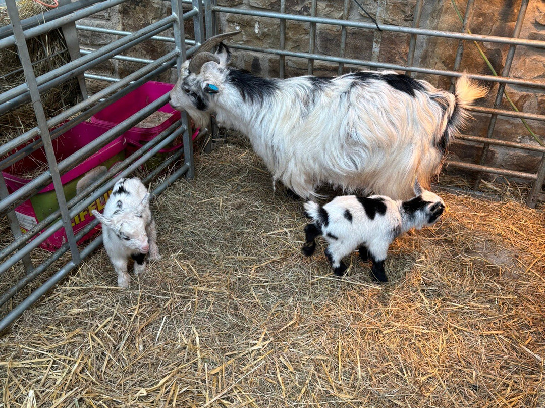 Walking the goats at Lower Coates-巴恩斯利必去景点