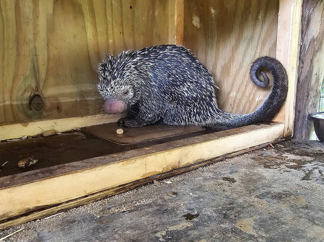 Exotic Animal Experience-奥兰多必去景点