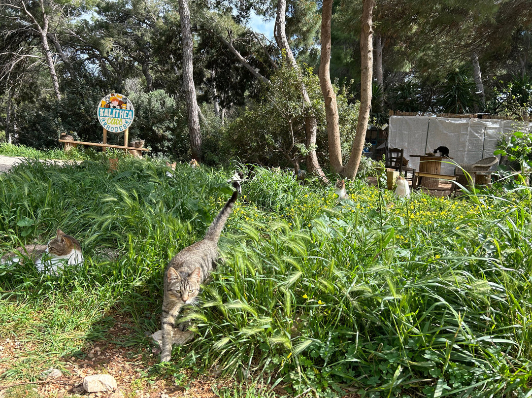 Kallithea Cats-Kallithea必去景点