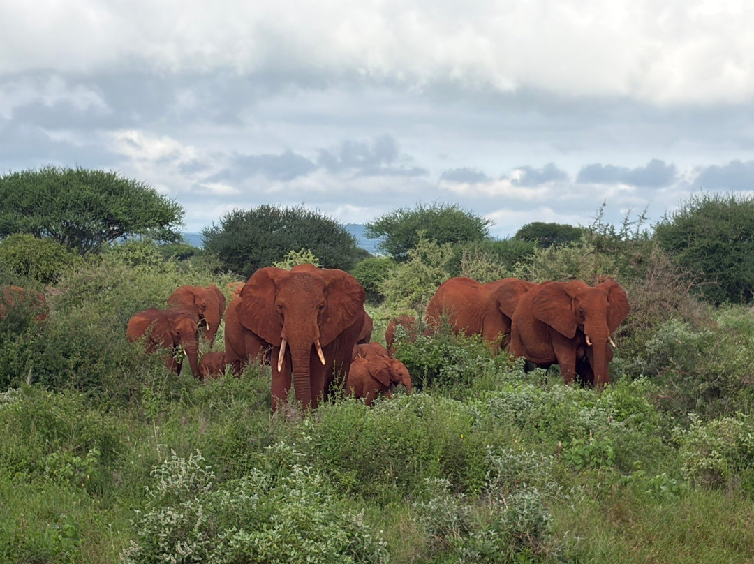 Pollman's Tours & Safaris-蒙巴萨必去景点