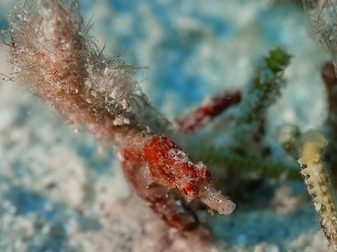 Orca Dive Club - Pereybere-Pereybere必去景点