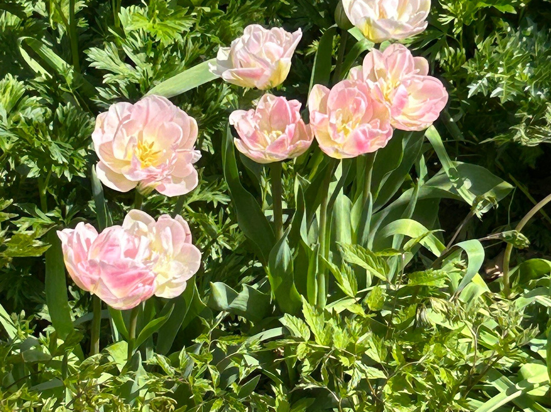 Lamport Hall and Gardens-北安普敦必去景点