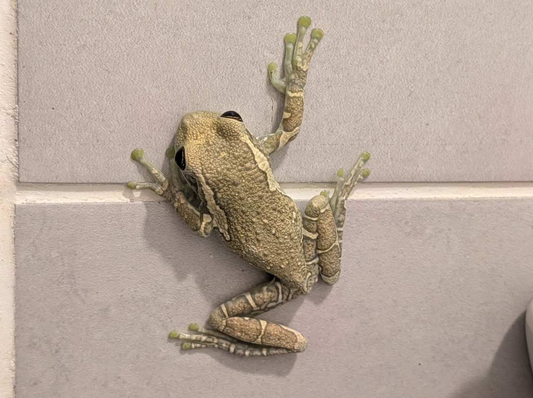 CHUCHINI Amazon Wildlife Reserve & Eco Lodge-Trinidad必去景点