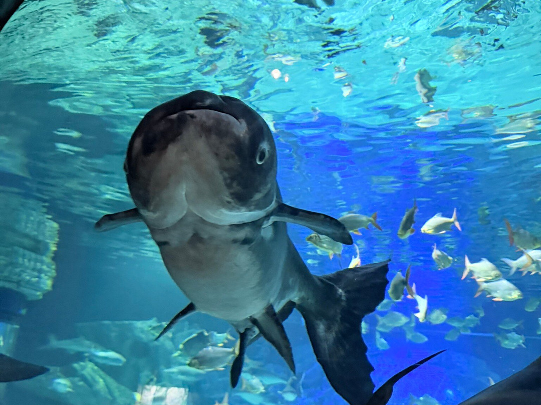 Angkor Wildlife & Aquarium-暹粒必去景点