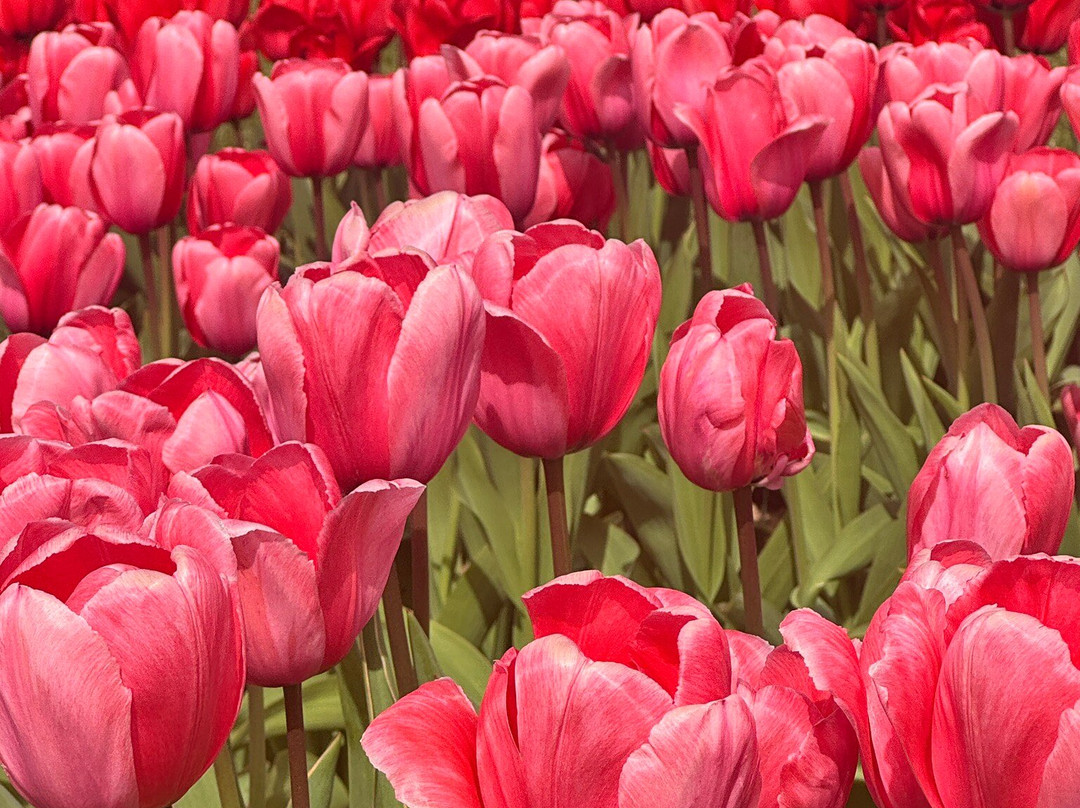 Tulleys Tulip Garden - Warwickshire-沃里克必去景点