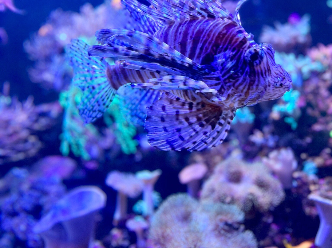 Poema Del Mar-大加那利岛拉斯帕尔马斯必去景点