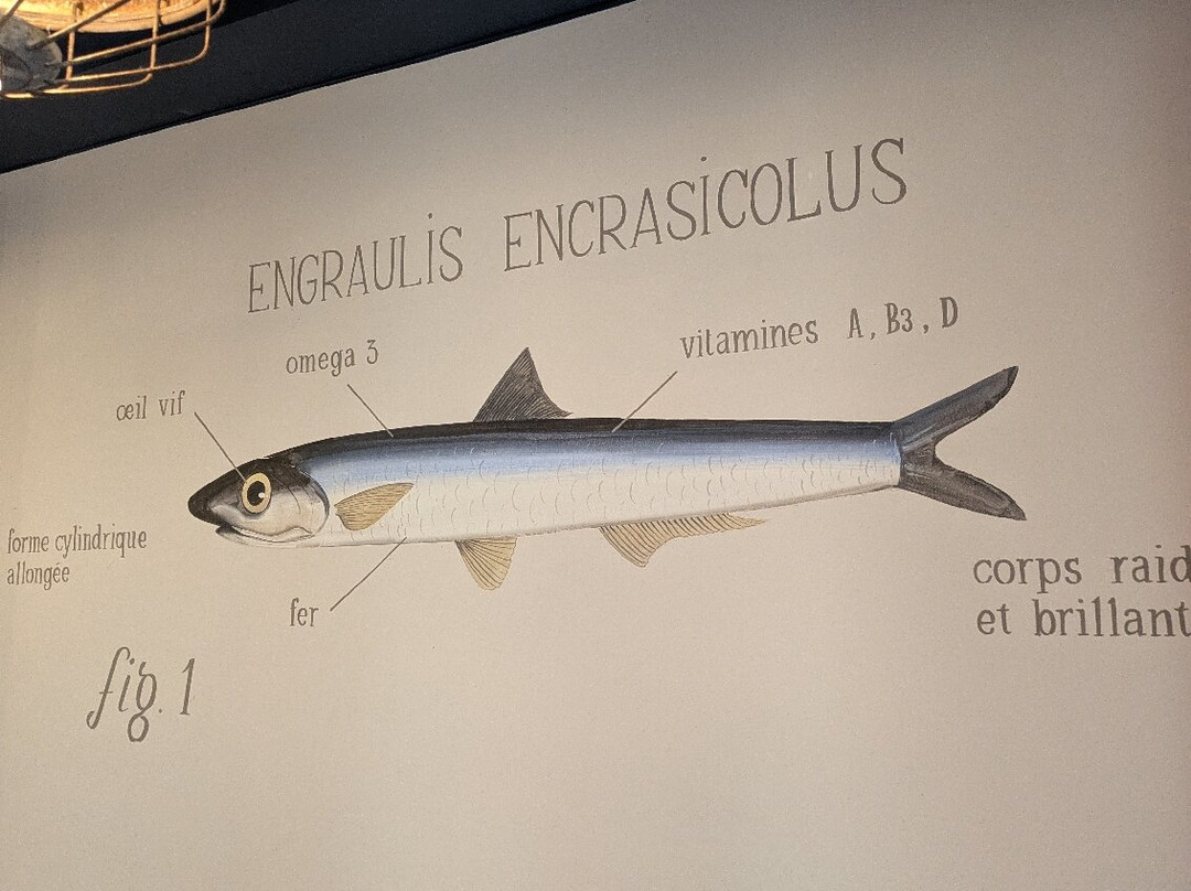 Bar À Anchois Collioure