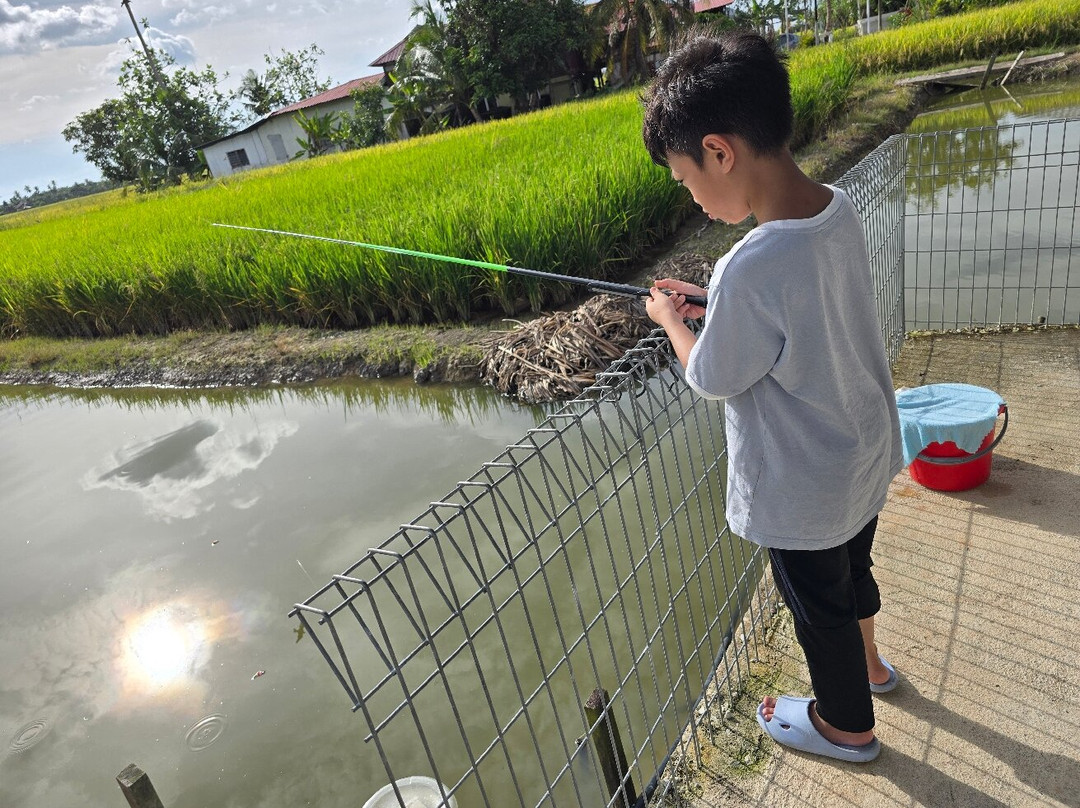 Sekinchan Paddy Field-适耕庄必去景点