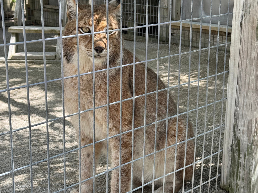 McCarthy's Wildlife Sanctuary-西棕榈滩必去景点