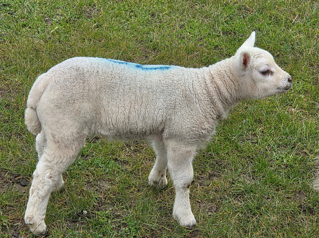 Manorafon Farm Park-Abergele必去景点