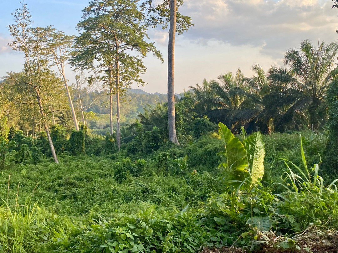 Tabin Lodge and Wildlife Rainforest Tour-拉哈达图必去景点