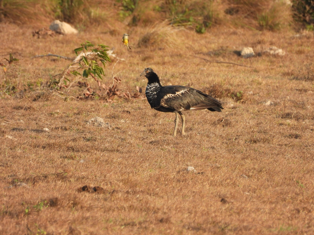 Wild Llanos Tours and Safaris-Yopal必去景点