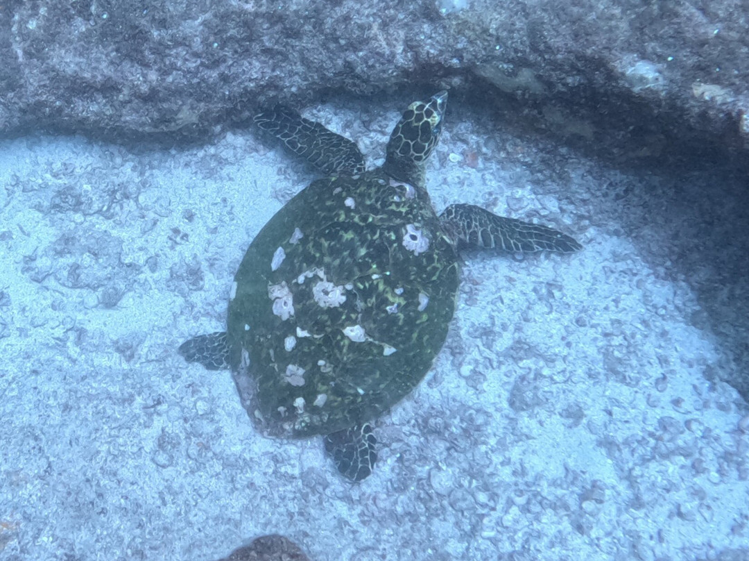 La ventana dive center-La Ventana必去景点