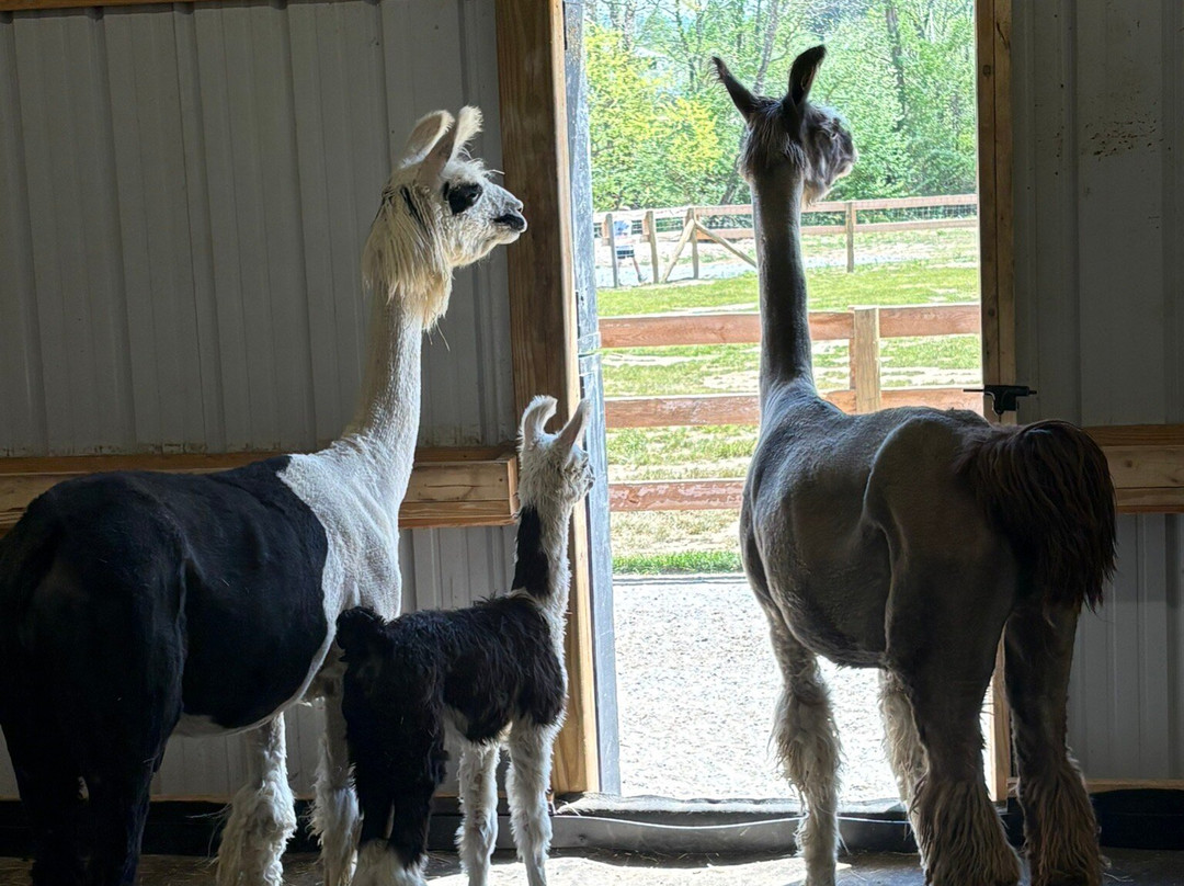 Ellaberry Llama Farm-亨德森维尔必去景点