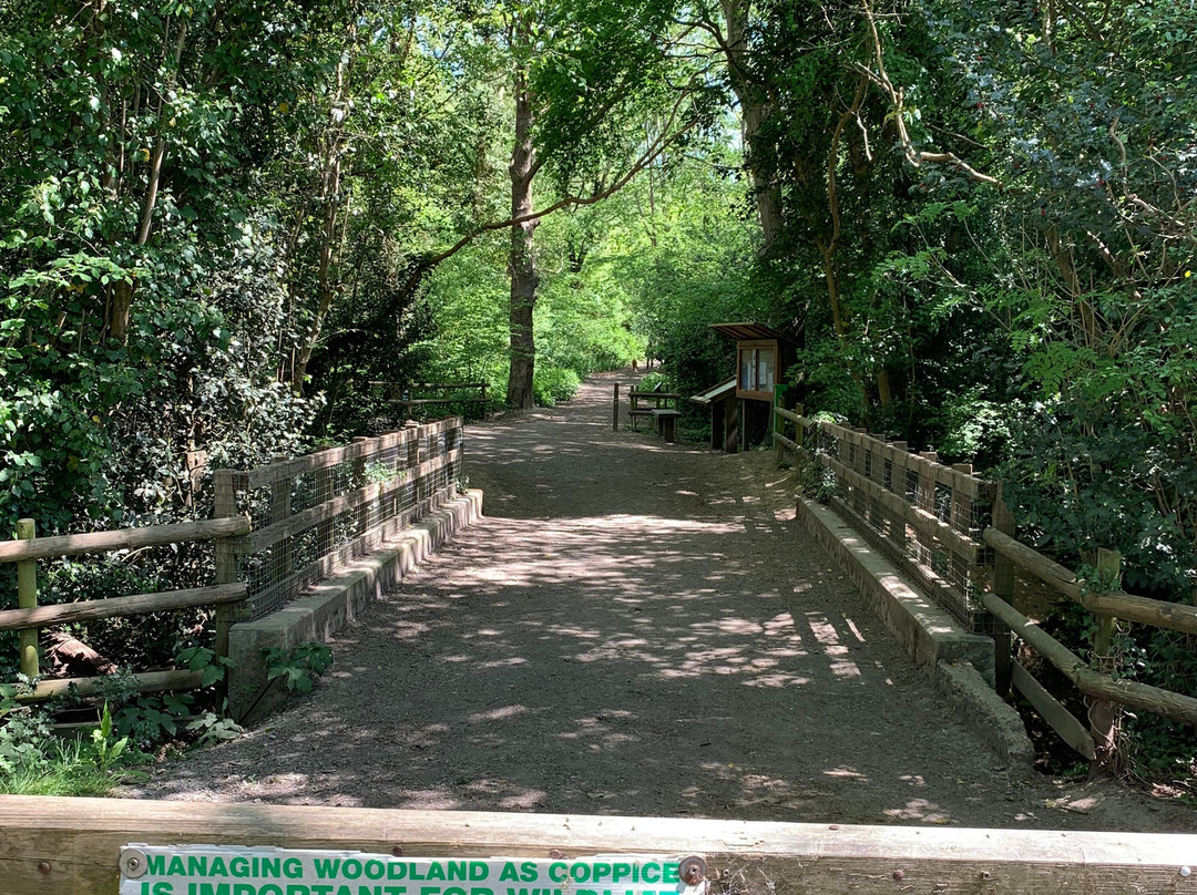 Hamstreet Woods National Nature Reserve-Hamstreet必去景点