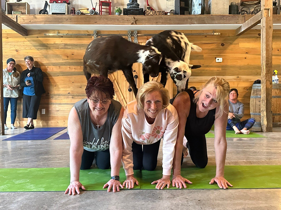 Galena Goat Yoga-加利纳必去景点