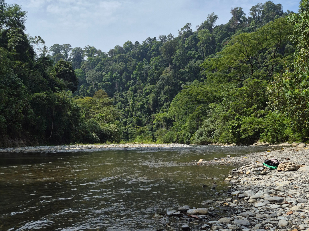 Trekking Orangutan Sumatra-武吉拉旺必去景点