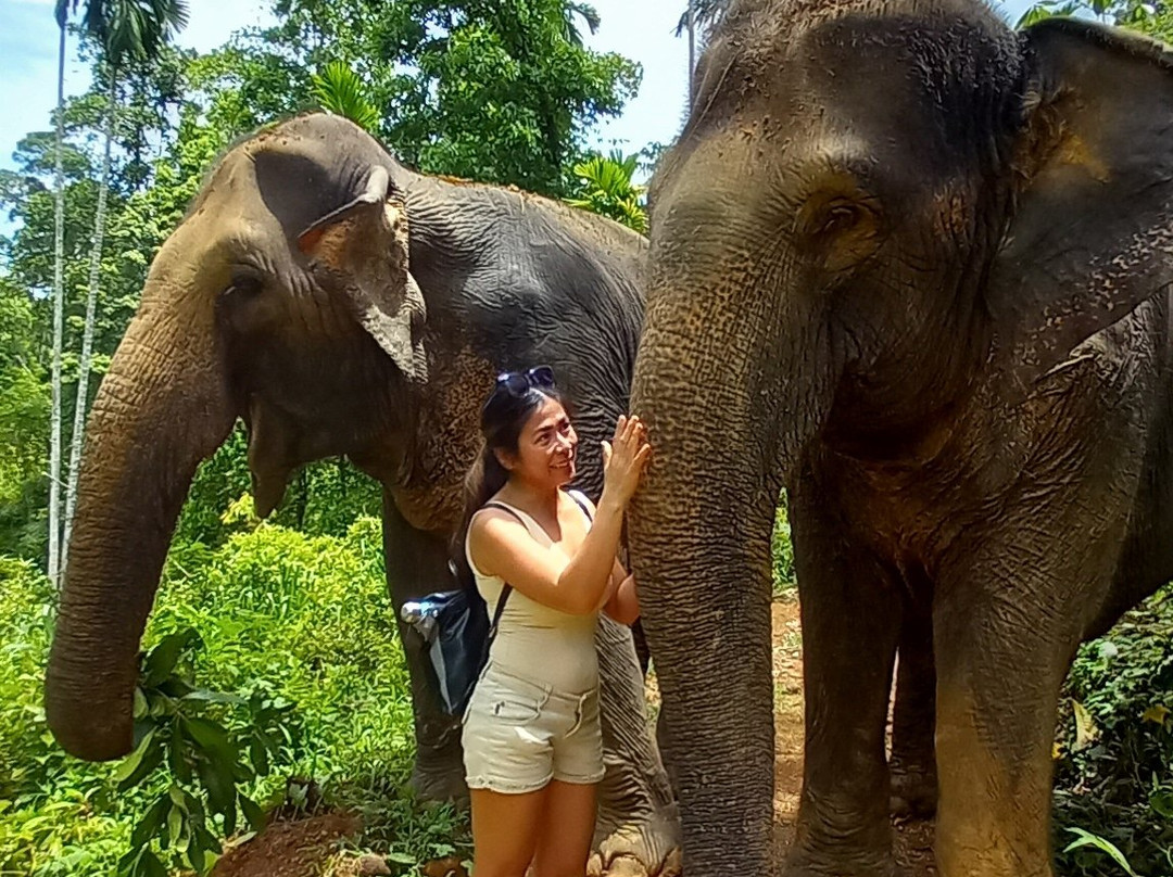 Elephant Freedom Project-凯格勒 必去景点