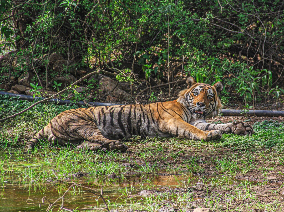 Sariska Tiger Reserve-阿尔瓦必去景点