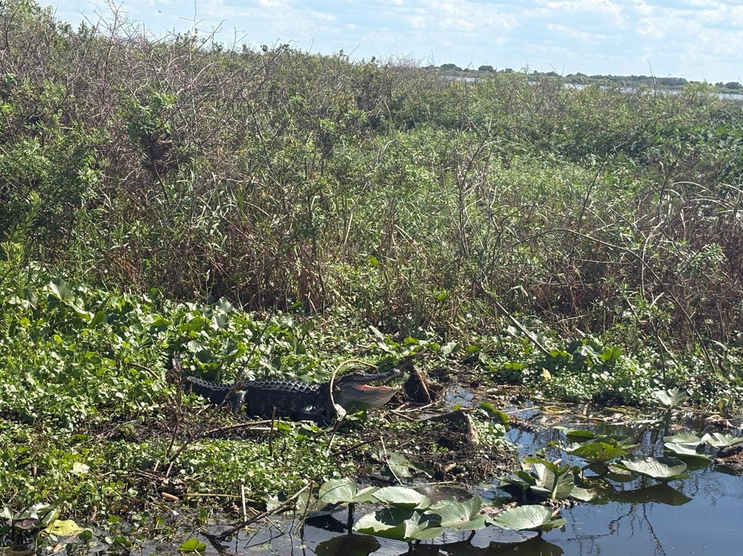 Kissimmee Swamp Tours-Kenansville必去景点