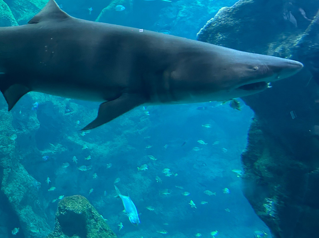 Aquarium La Rochelle-拉罗谢尔必去景点