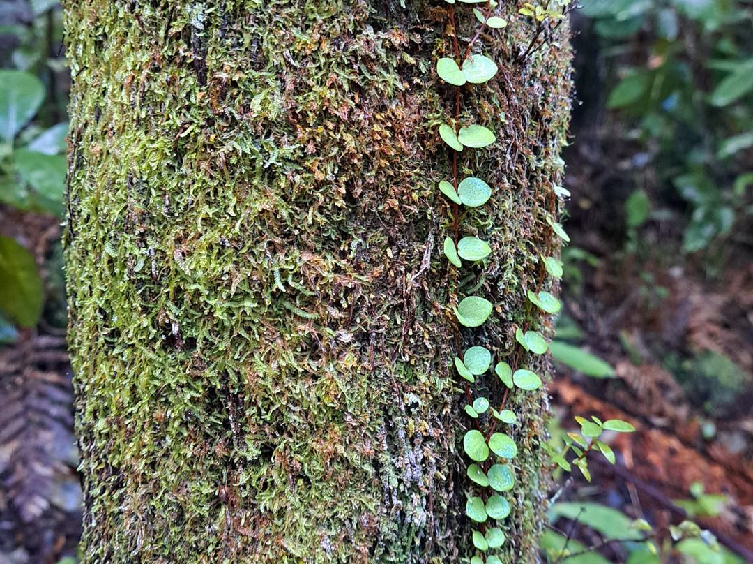 Cookson Kauri Walk-Thames必去景点