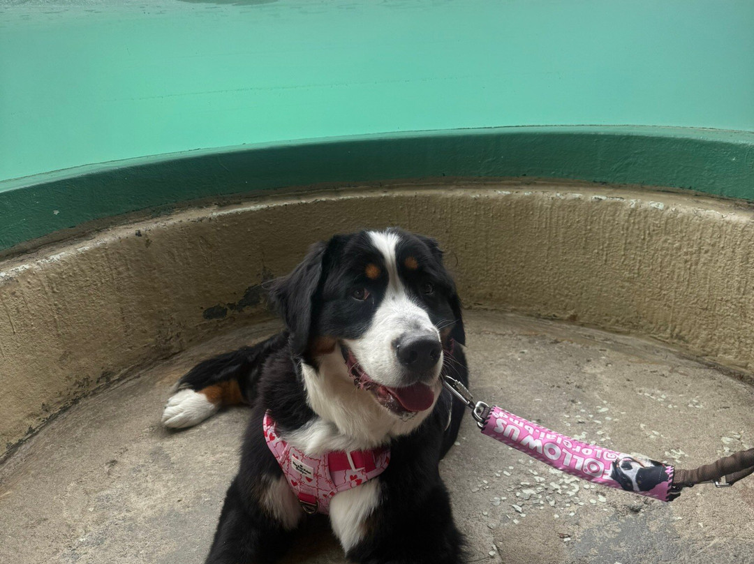 Cornish Seal Sanctuary-Gweek必去景点
