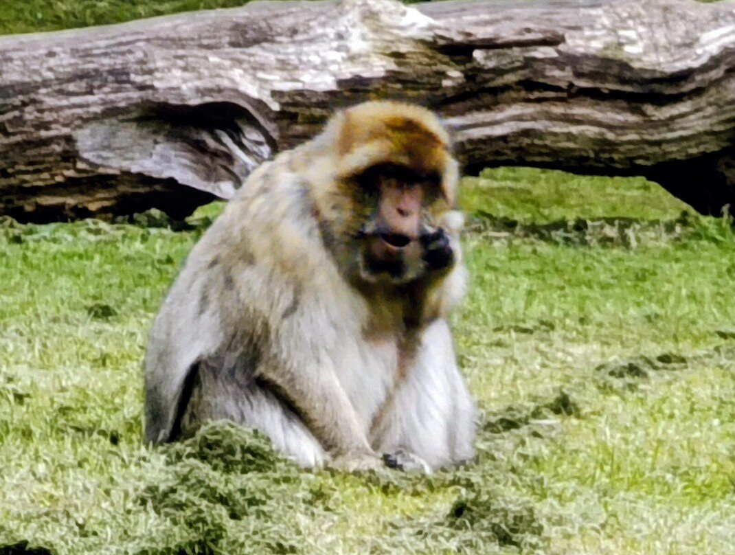 Trentham Monkey Forest-特伦特河畔斯托克必去景点