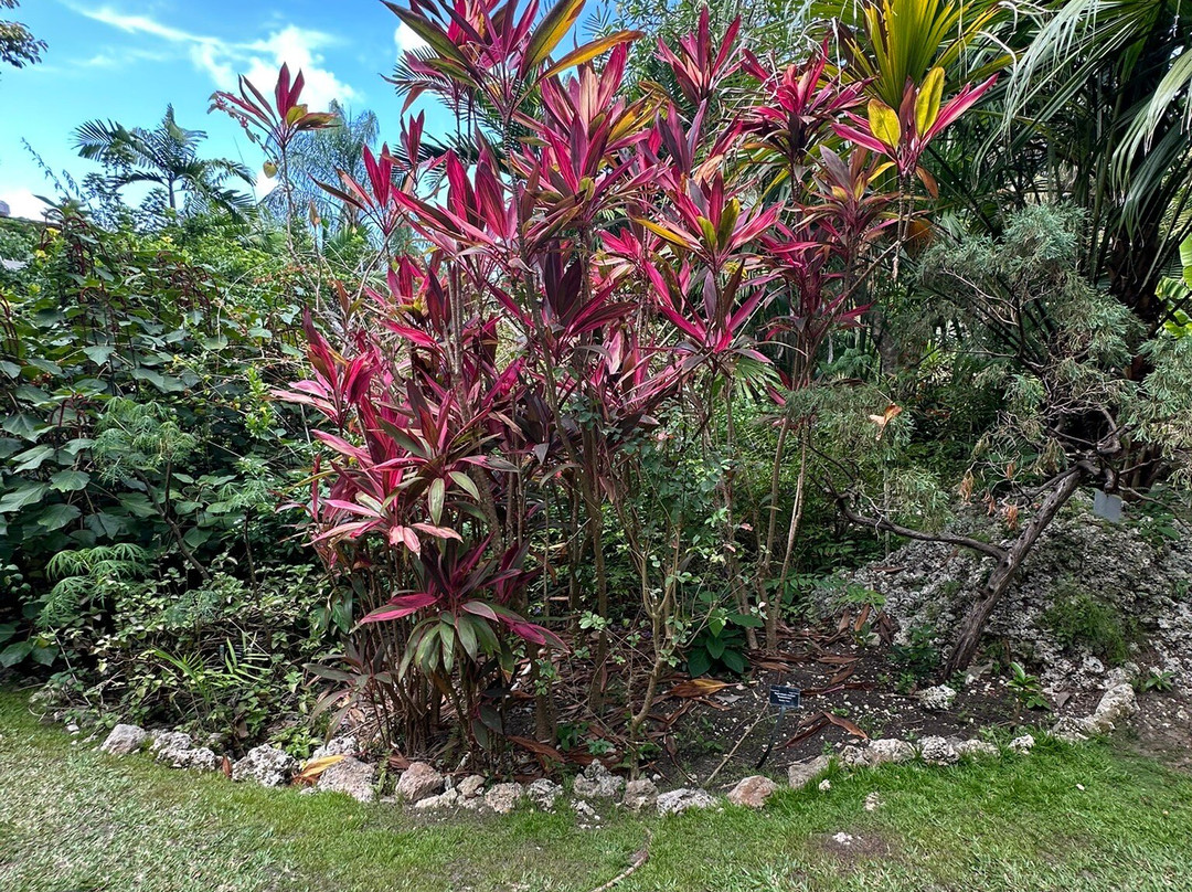 Andromeda Botanic Gardens-Bathsheba必去景点