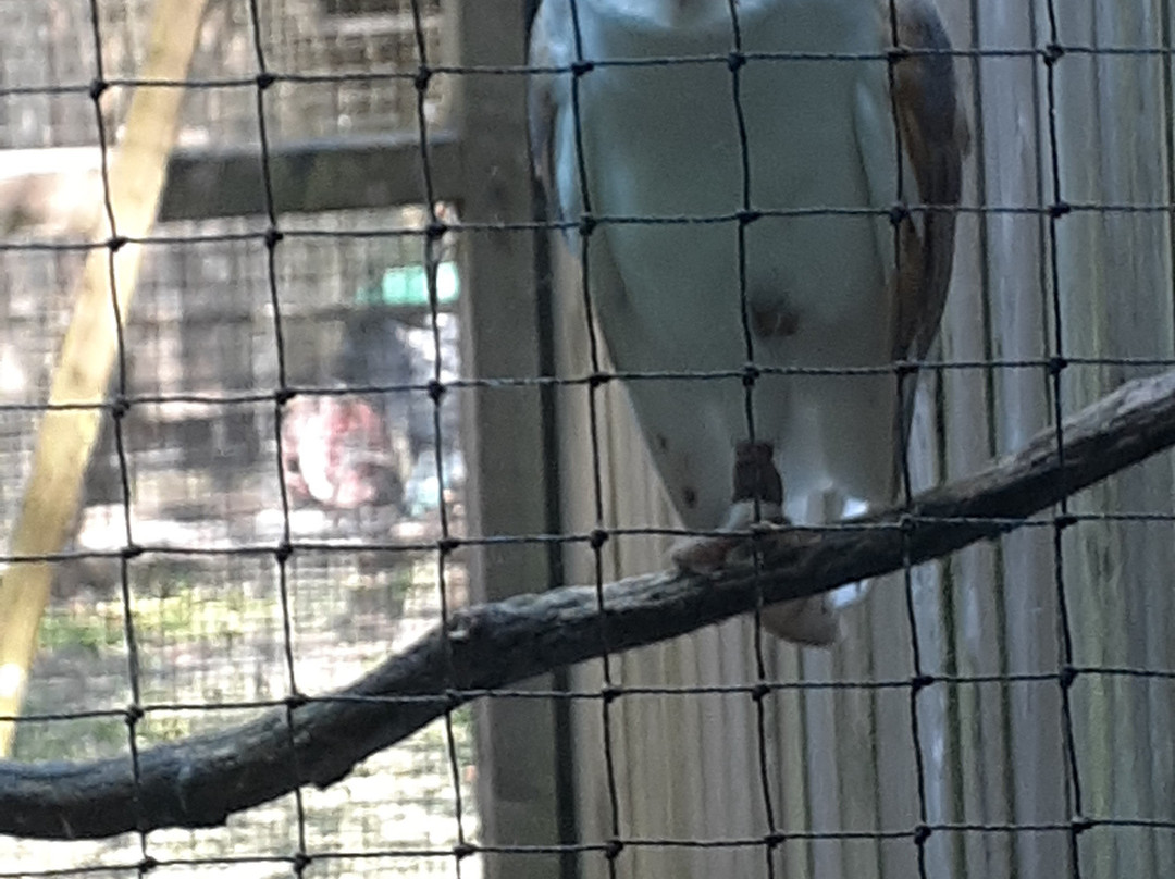 World of Owls-Randalstown必去景点
