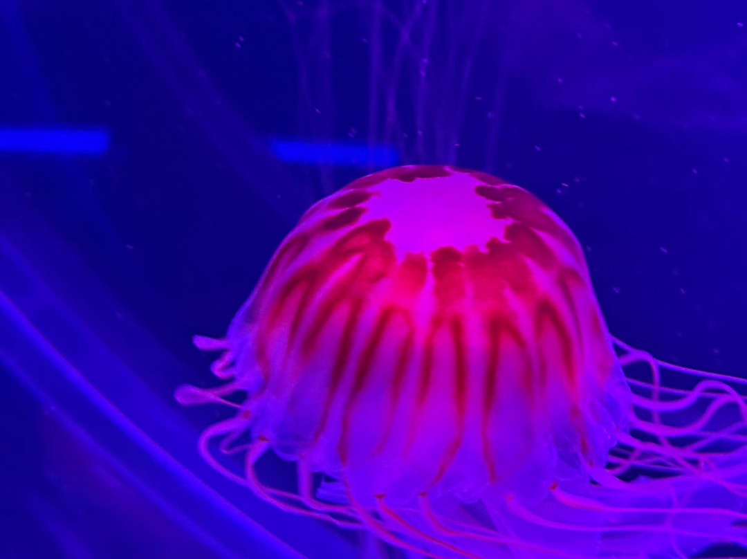 Jellyfish Museum-庞帕诺比奇必去景点