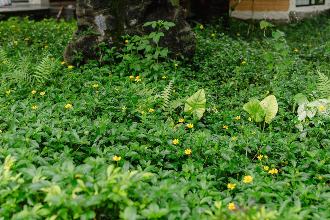 Cuc Phuong Mineral Resort Ninh Binh-度假村/酒店