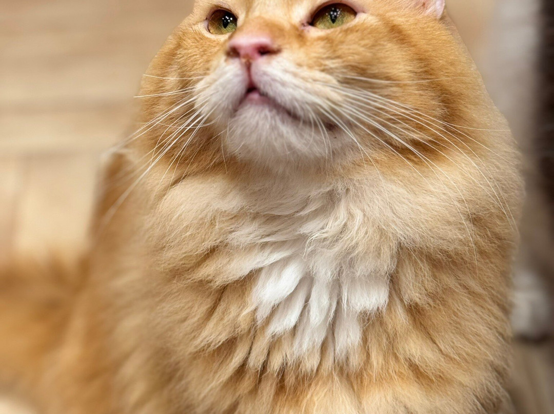 Cat Cafe Moch