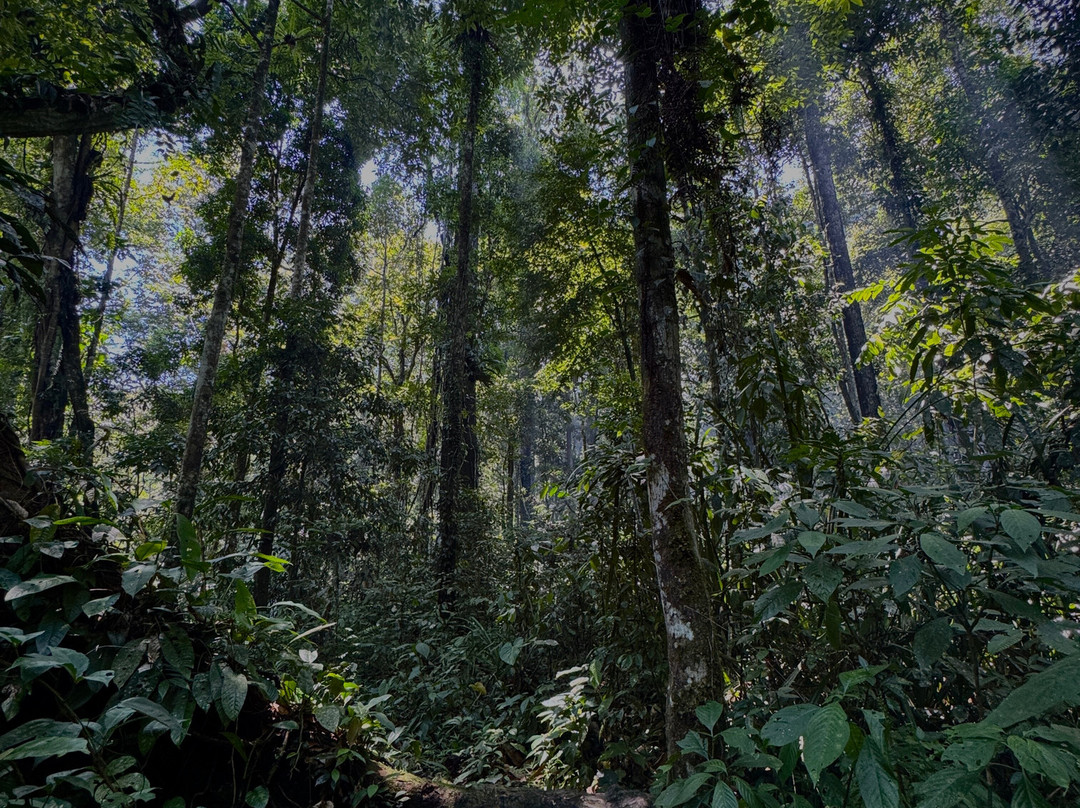 Jack Jungle Trip-Ketambe必去景点