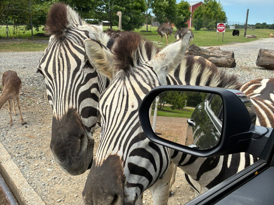 Tennessee Safari Park-Alamo必去景点