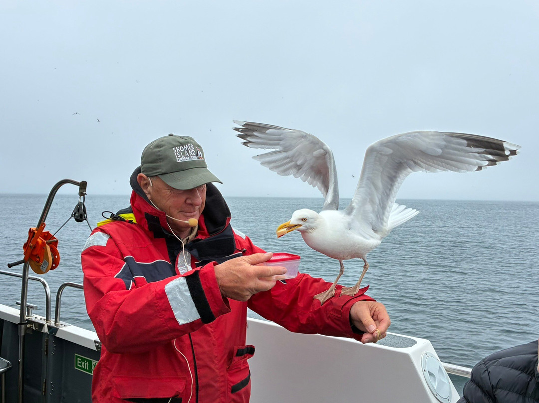 Pembrokeshire Islands Boat Trips-Skomer Island必去景点