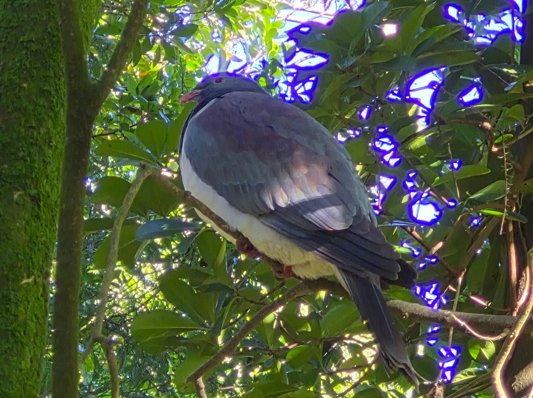 Ōtorohanga Kiwi House-奥托罗杭格必去景点