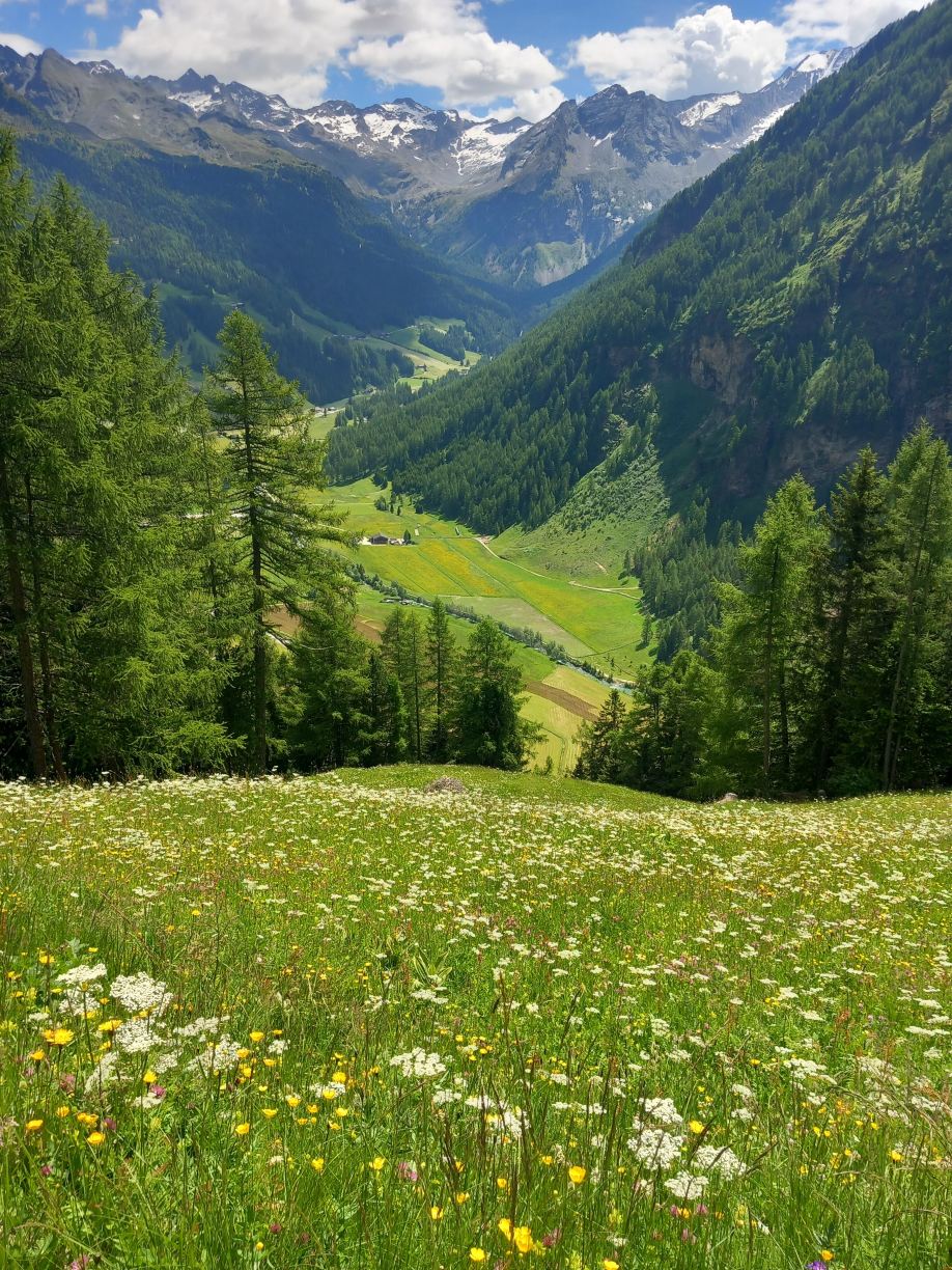 Pichlerhof-旅行者