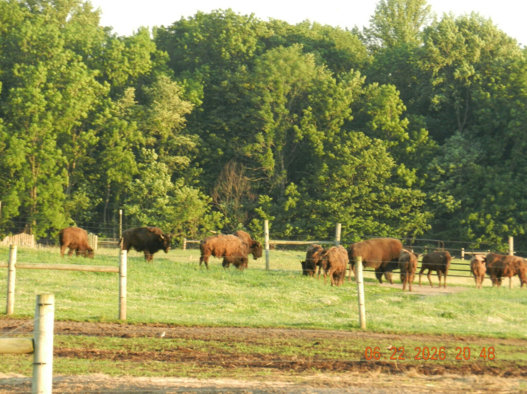 White Oaks Bison Farm-Rochester必去景点