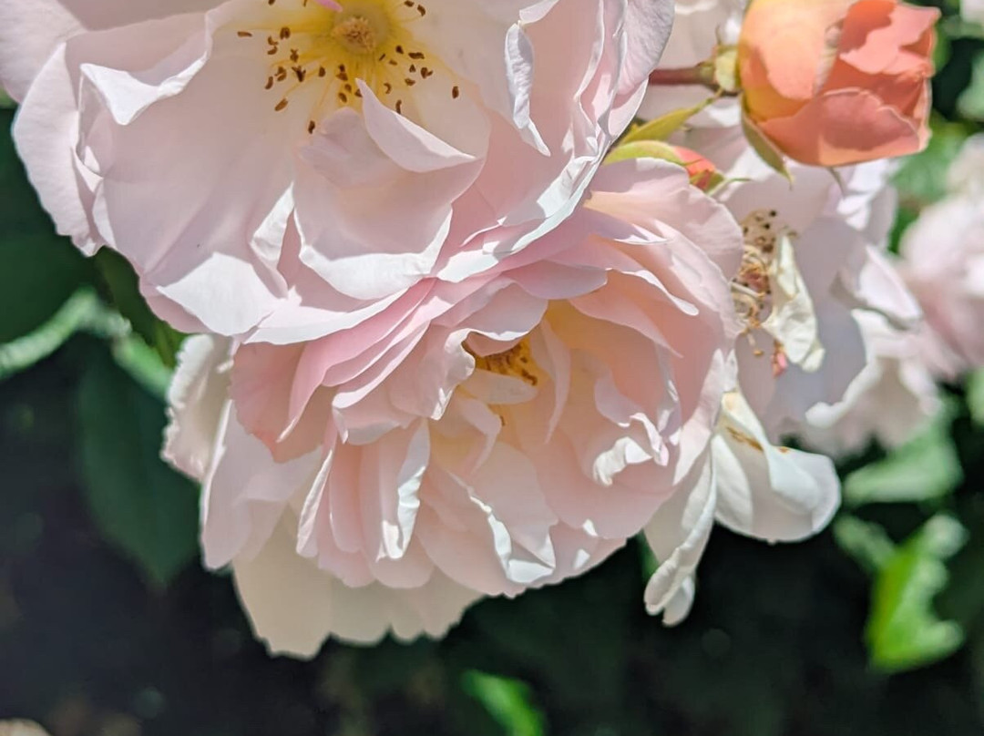Bodnant Garden-Tal-y-Cafn必去景点
