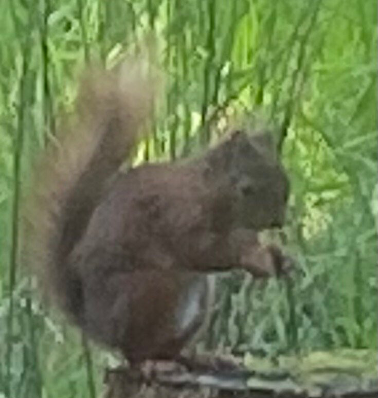 Snaizeholme Red Squirrel Trail-约克郡河谷国家公园必去景点