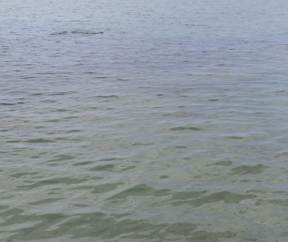 Rimigliano Coastal Park-圣温琴佐必去景点