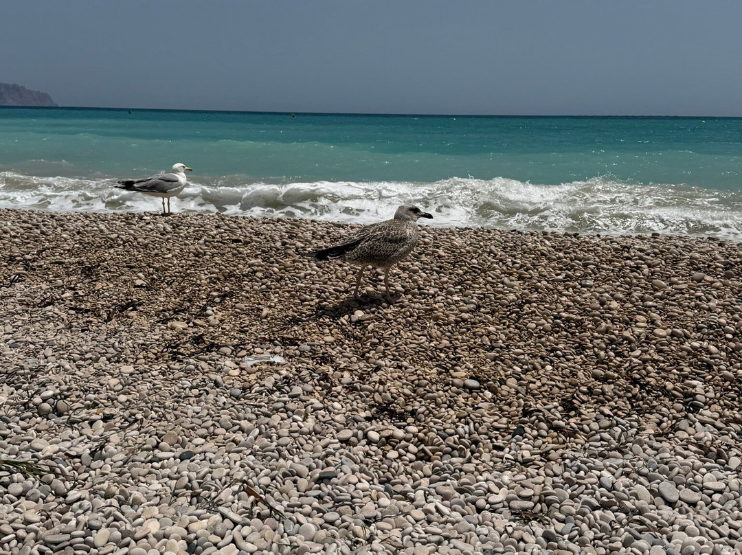 Altea Beach-阿尔特阿必去景点