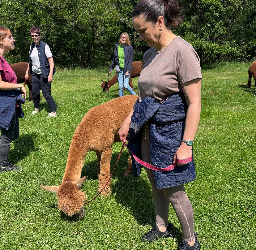 Alpaca Alpaca At Leven Valley-Yarm必去景点