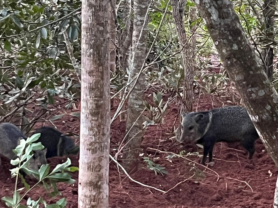 Buraco das Araras Ecoturismo-雅尔丁必去景点