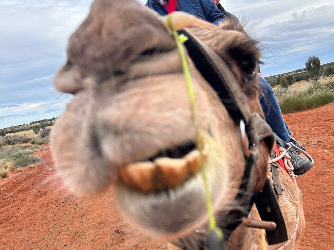 Uluru Camel Tours-尤拉拉必去景点
