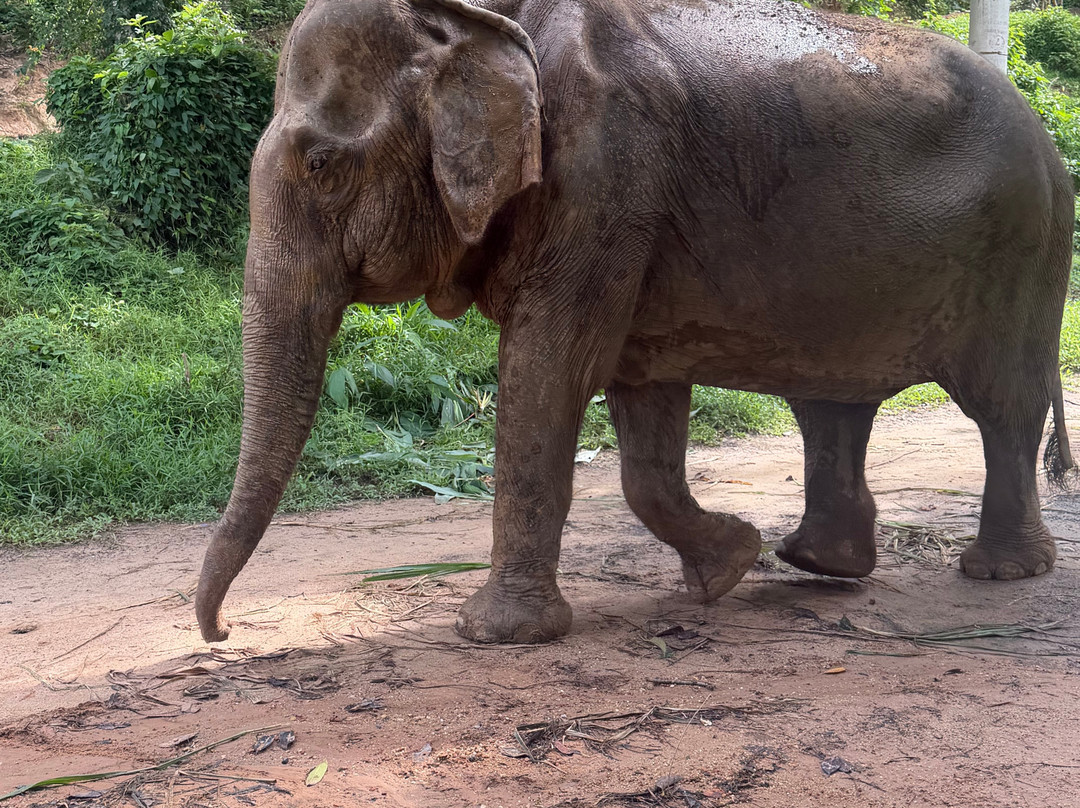 Phuket Elephant Sanctuary-普吉岛必去景点
