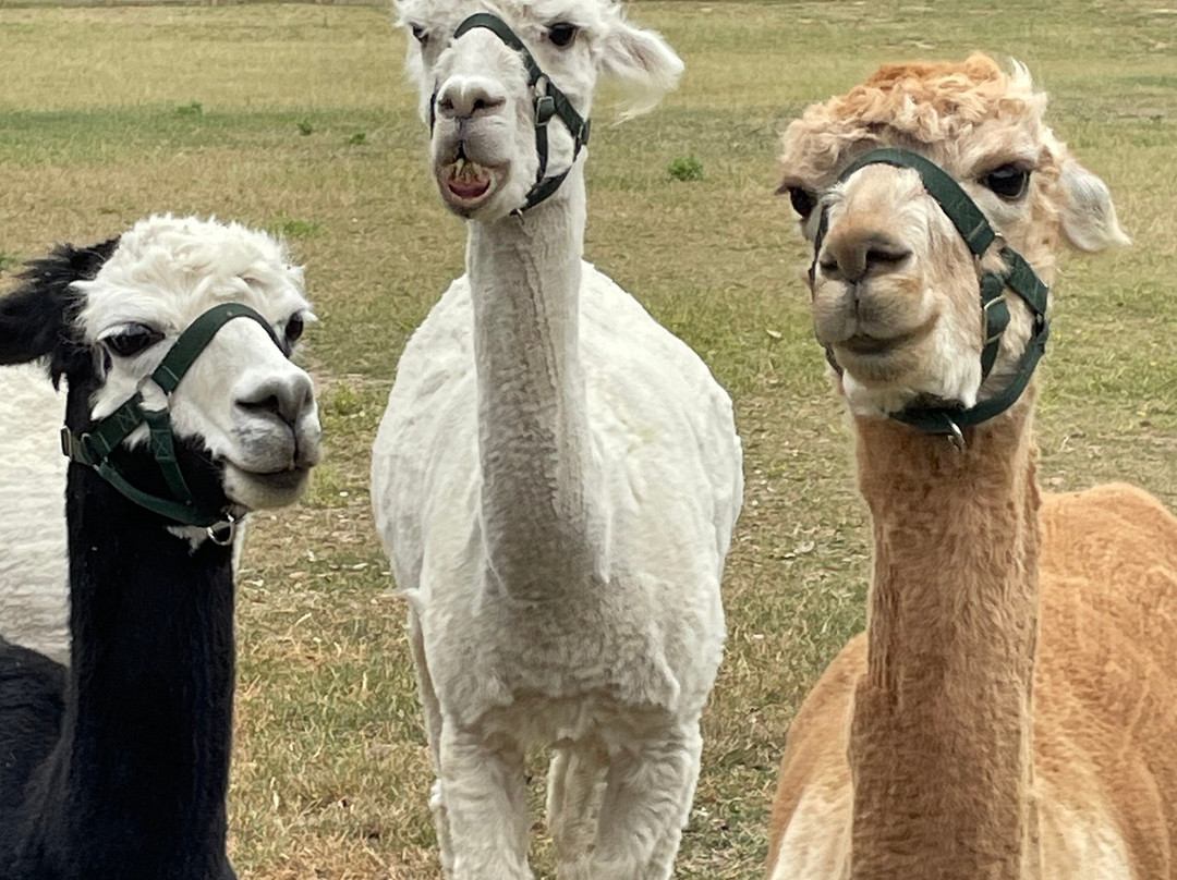 Woodland View Alpacas-Birchington必去景点